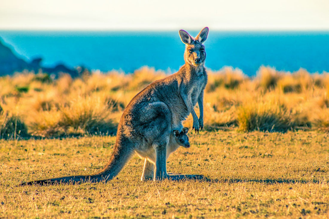 A kangaroo with a joey in her pouch standing in golden grass by the coast