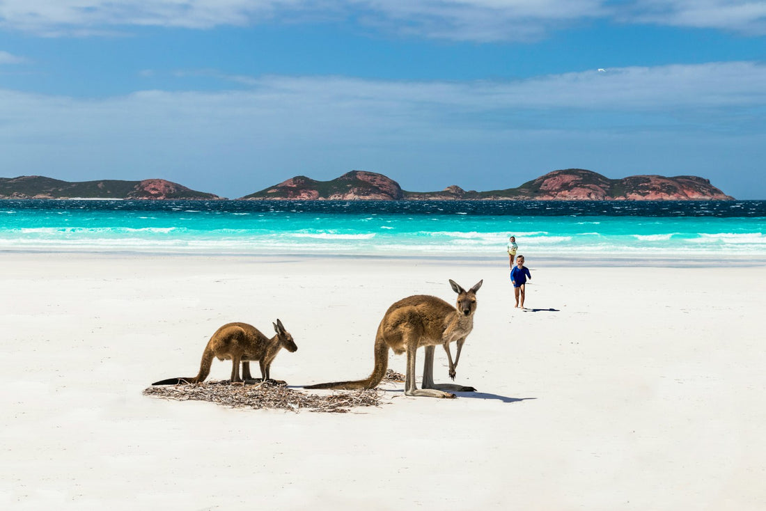 Kangaroos relaxing on the white sand of Lucky Bay, Western Australia